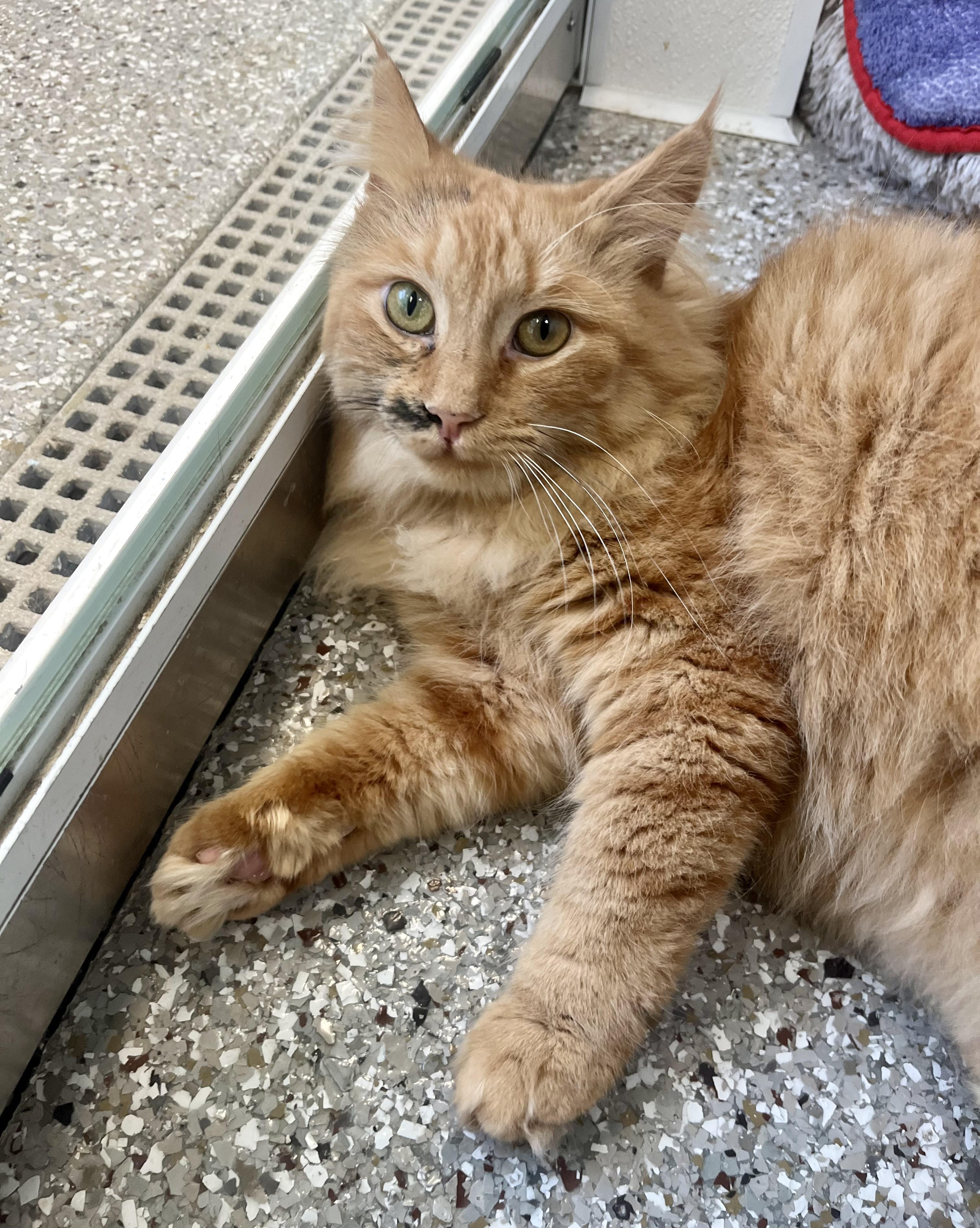 Egypt, a Adoptable Domestic Long Hair in Seville, OH image 2/3