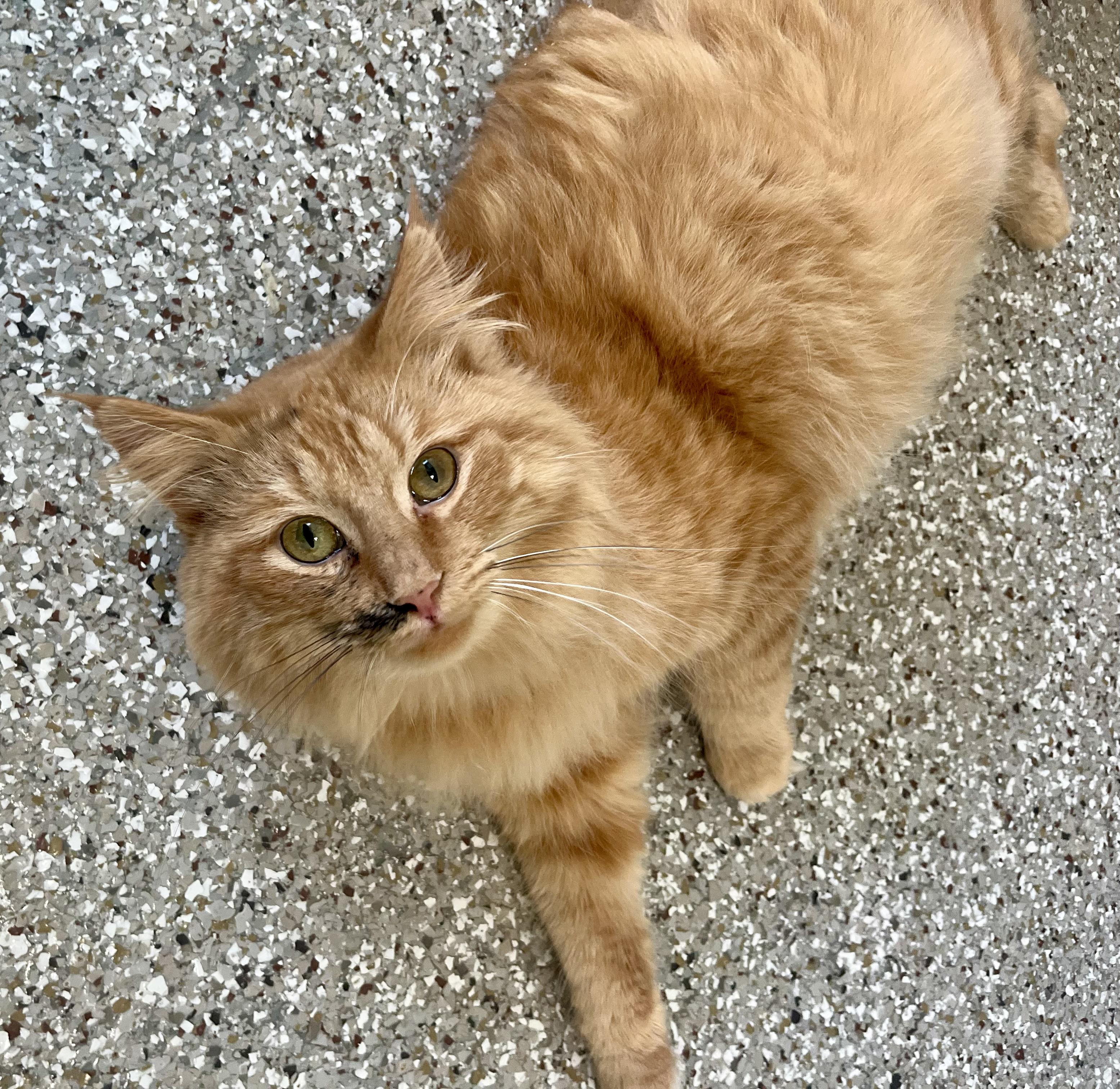 Egypt, a Adoptable Domestic Long Hair in Seville, OH image 3/3