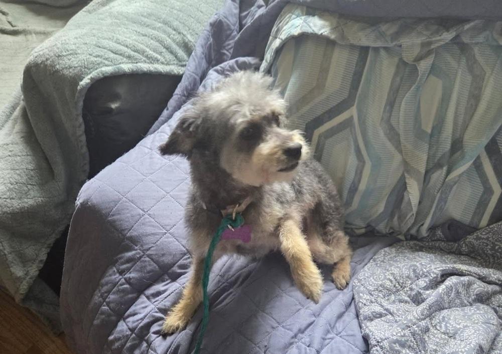 Zuzu, Adoptable, Adult Female Poodle.