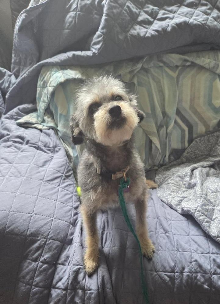 Enlarge Zuzu, a Adoptable mixed breed in Roseville, CA image 2/3