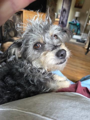 Enlarge Zuzu, a Adoptable mixed breed in Roseville, CA image 3/3