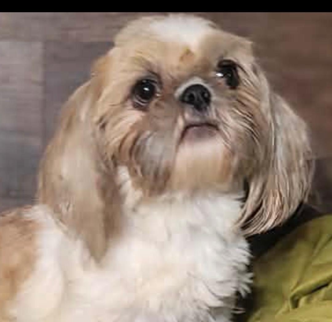 CECILY in RHODE ISLAND, adopted, Young Female Shih Tzu.