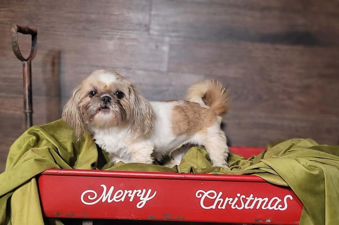 Enlarge CECILY in RHODE ISLAND, an adopted Shih Tzu in West Warwick, RI image 2/4