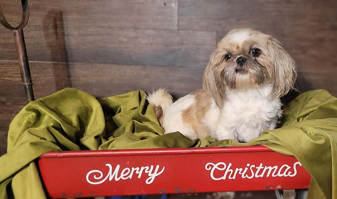 Enlarge CECILY in RHODE ISLAND, an adopted Shih Tzu in West Warwick, RI image 3/4