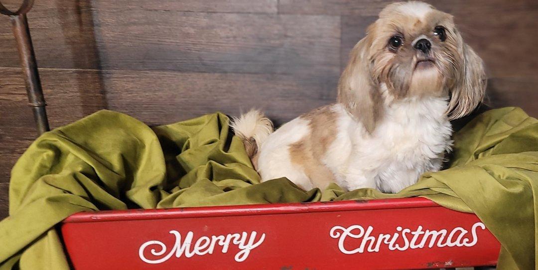 Enlarge CECILY in RHODE ISLAND, an adopted Shih Tzu in West Warwick, RI image 4/4