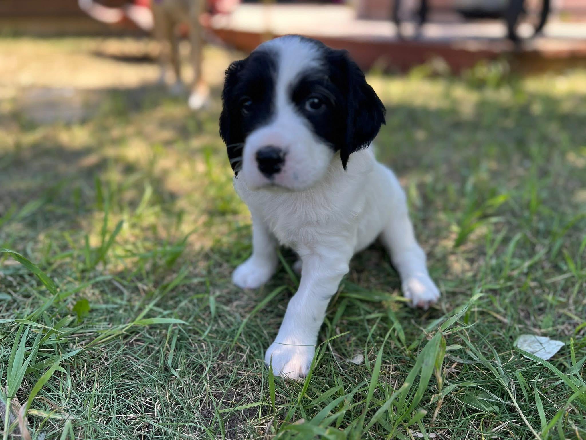 Theo, an adoptable Mixed Breed in Wilsall, MT, 59086 | Photo Image 1