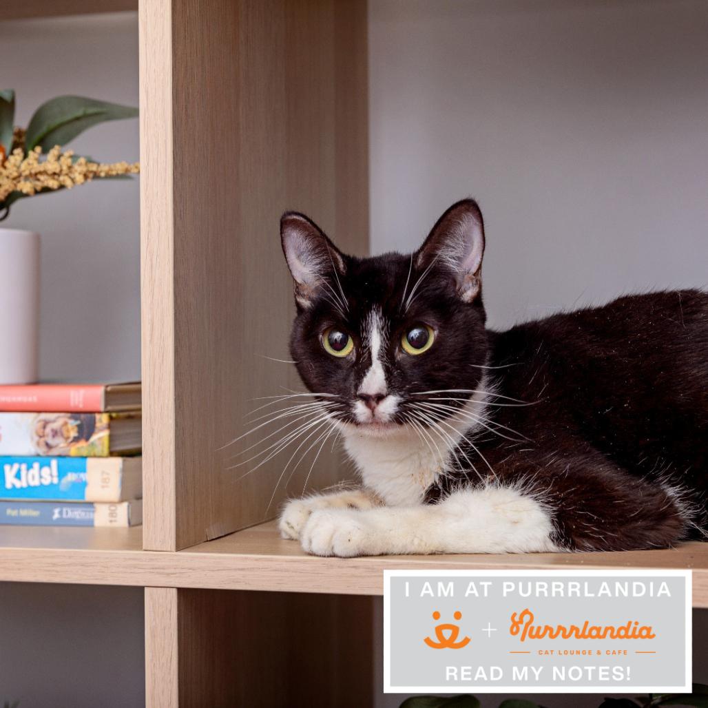 Piper, Adoptable, Adult Female Domestic Short Hair.