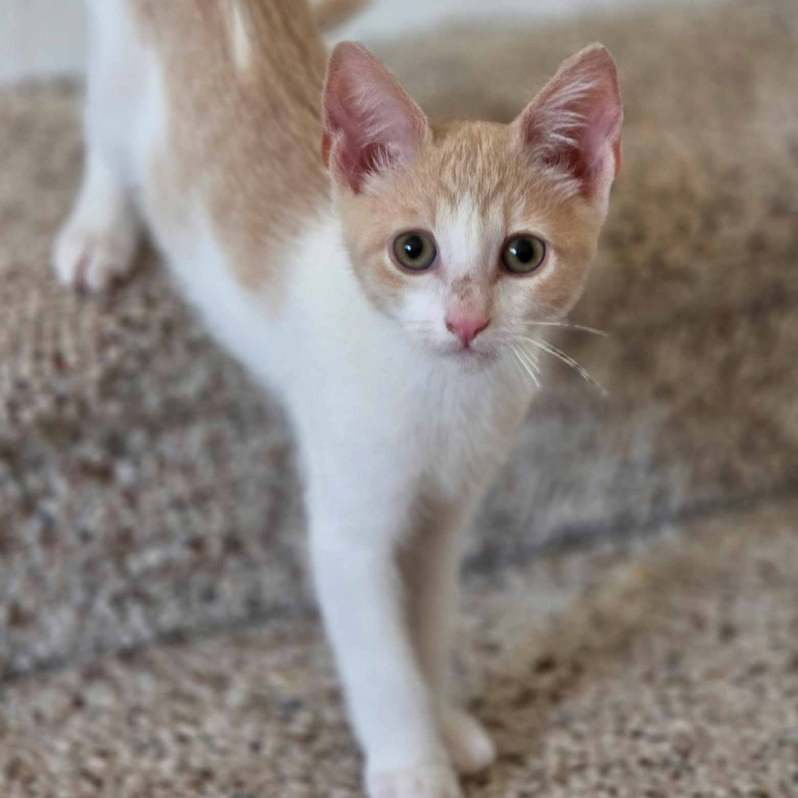 Enlarge Richie (bonded with Joanie), a ADOPTABLE Domestic Short Hair in Silverton, OR image 3/5