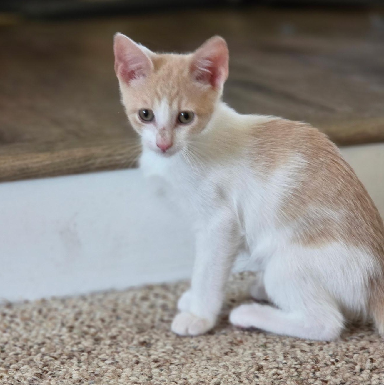 Enlarge Richie (bonded with Joanie), a ADOPTABLE Domestic Short Hair in Silverton, OR image 4/5