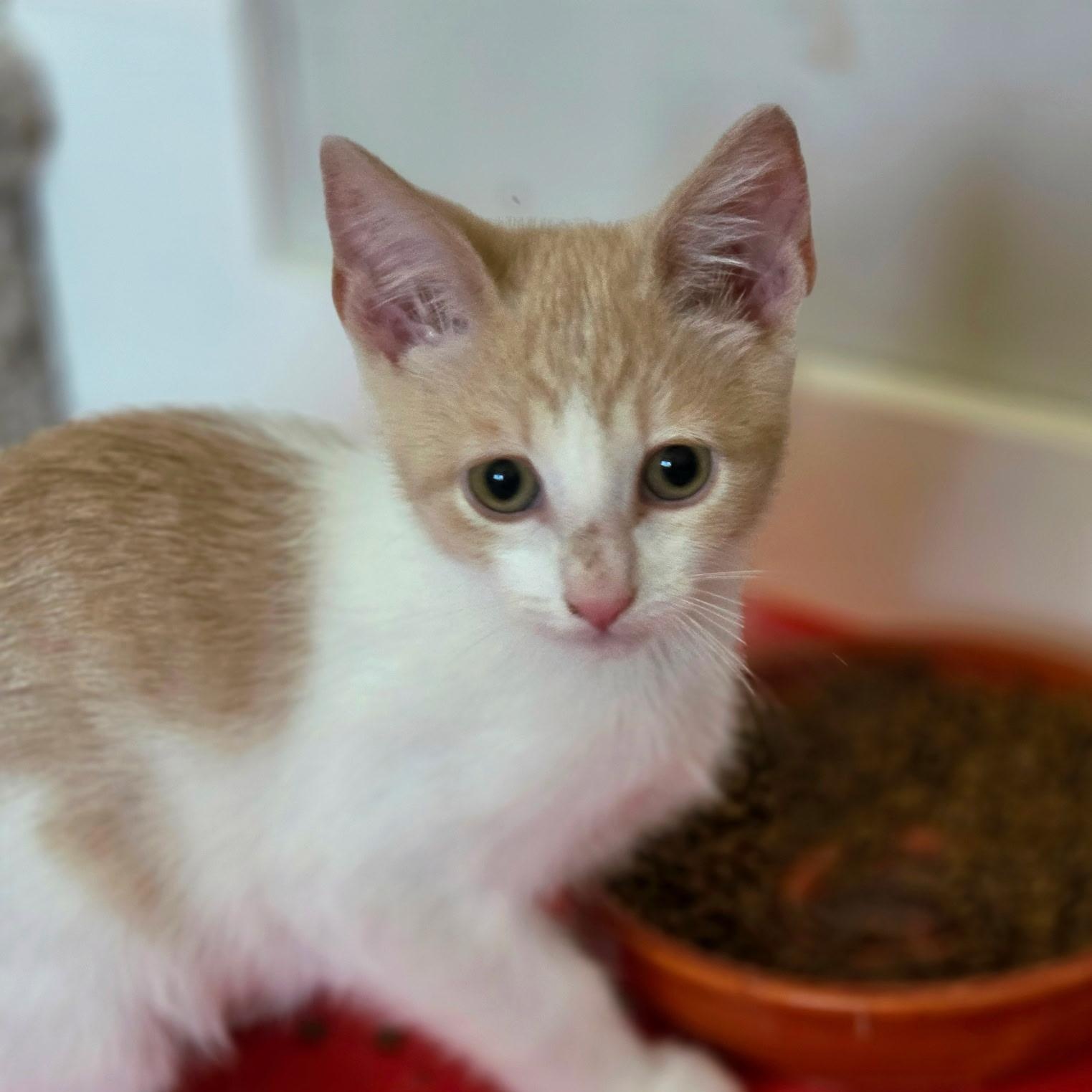 Enlarge Richie (bonded with Joanie), a ADOPTABLE Domestic Short Hair in Silverton, OR image 2/5