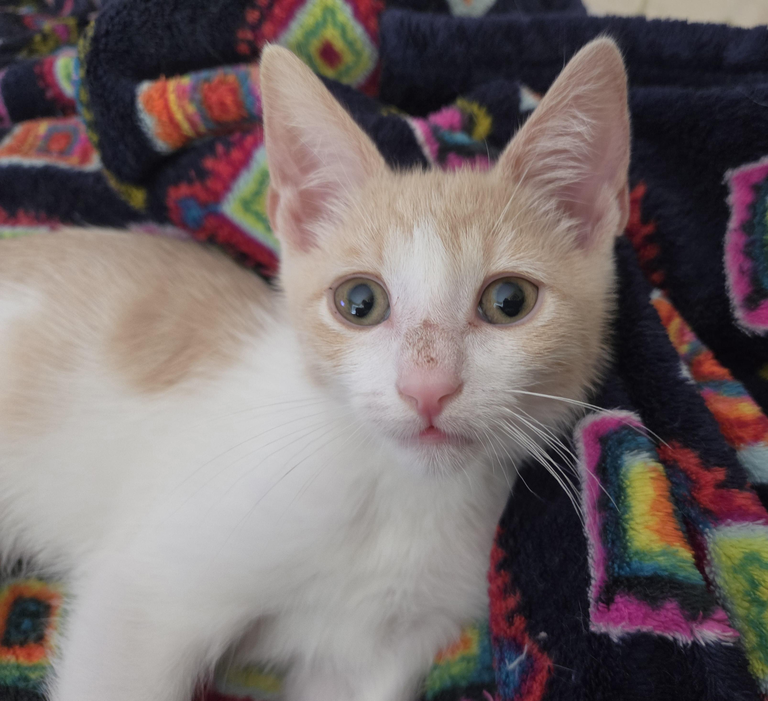 Richie (bonded with Joanie), a ADOPTABLE Domestic Short Hair in Silverton, OR image 3/5