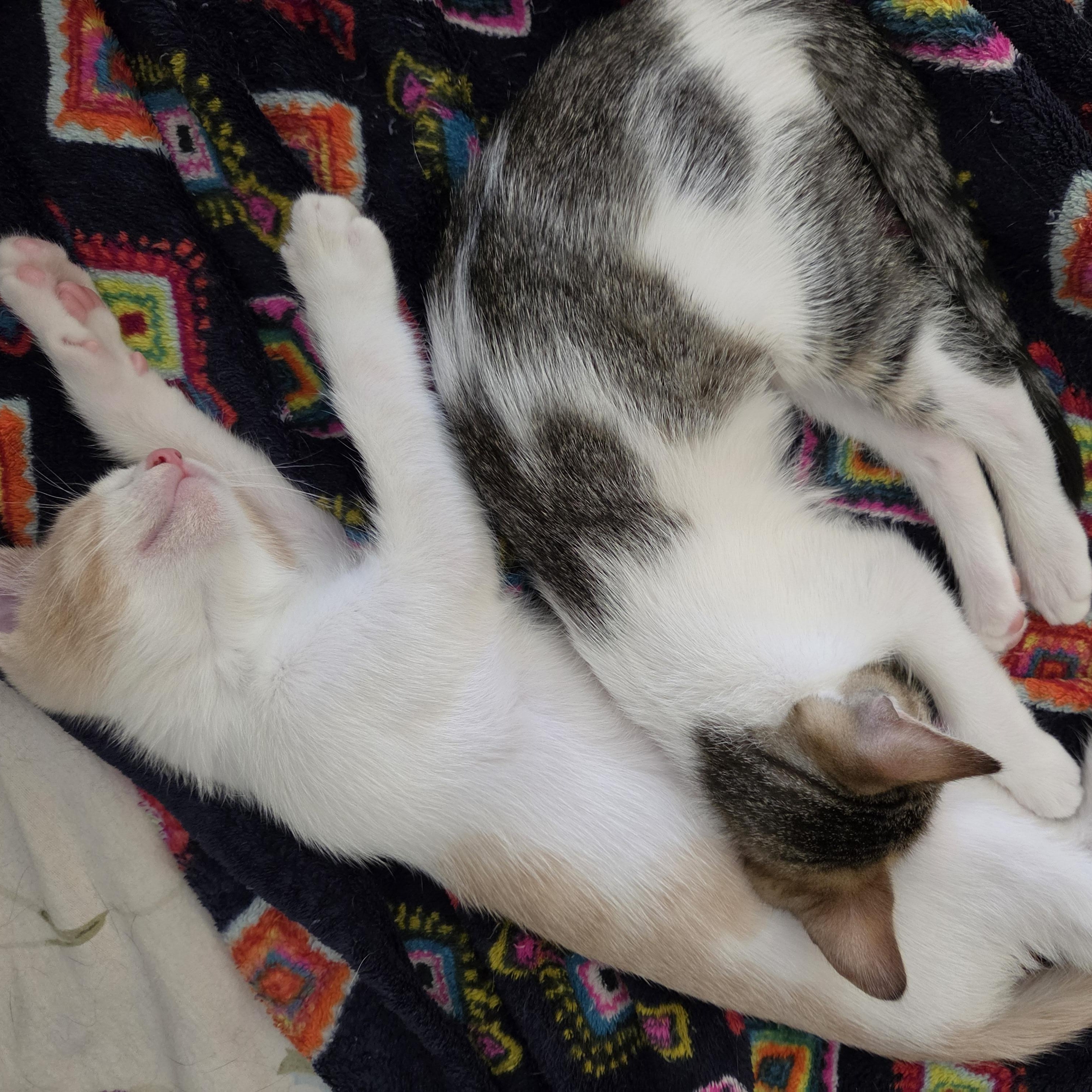 Richie (bonded with Joanie), ADOPTABLE, Kitten Male Domestic Short Hair.