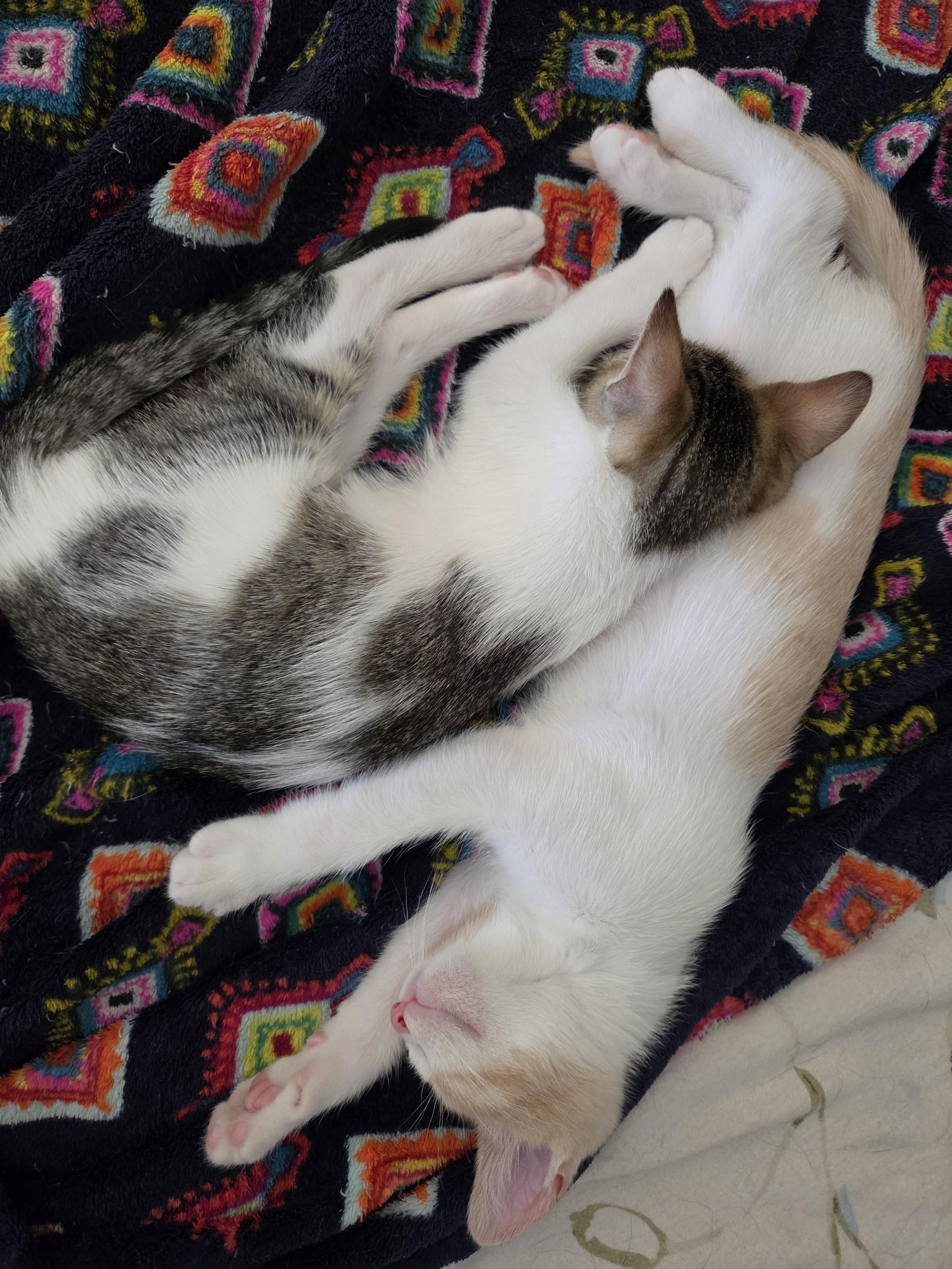 Richie (bonded with Joanie), a ADOPTABLE Domestic Short Hair in Silverton, OR image 2/5