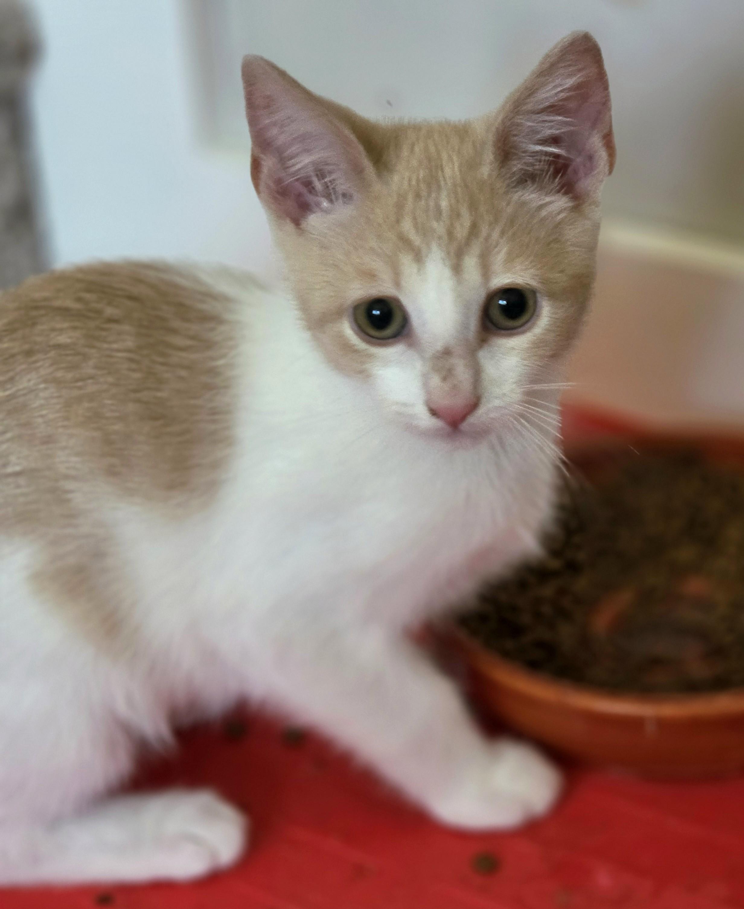 Richie (bonded with Joanie), a ADOPTABLE Domestic Short Hair in Silverton, OR image 5/5