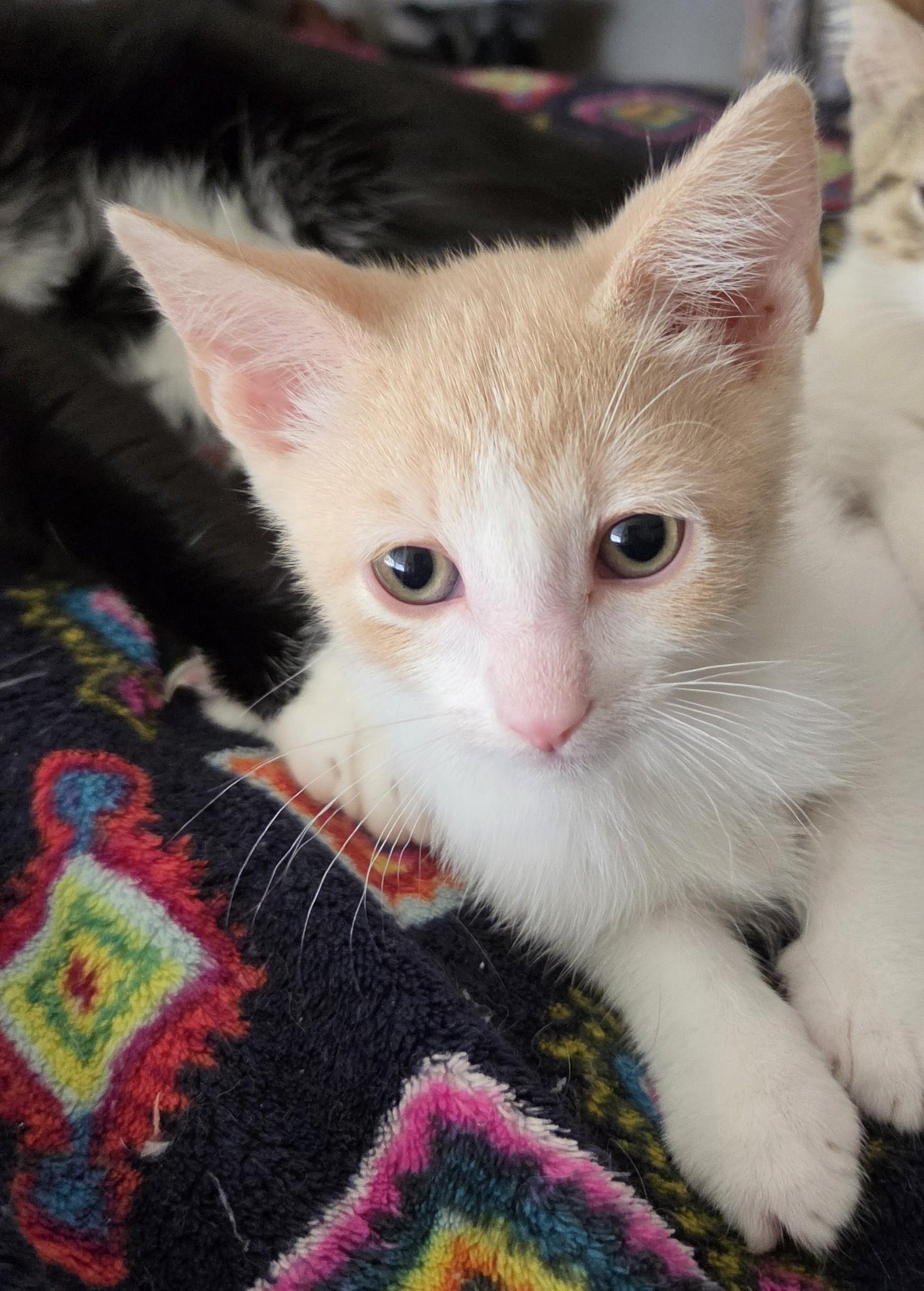 Richie (bonded with Joanie), ADOPTABLE, Kitten Male Domestic Short Hair.