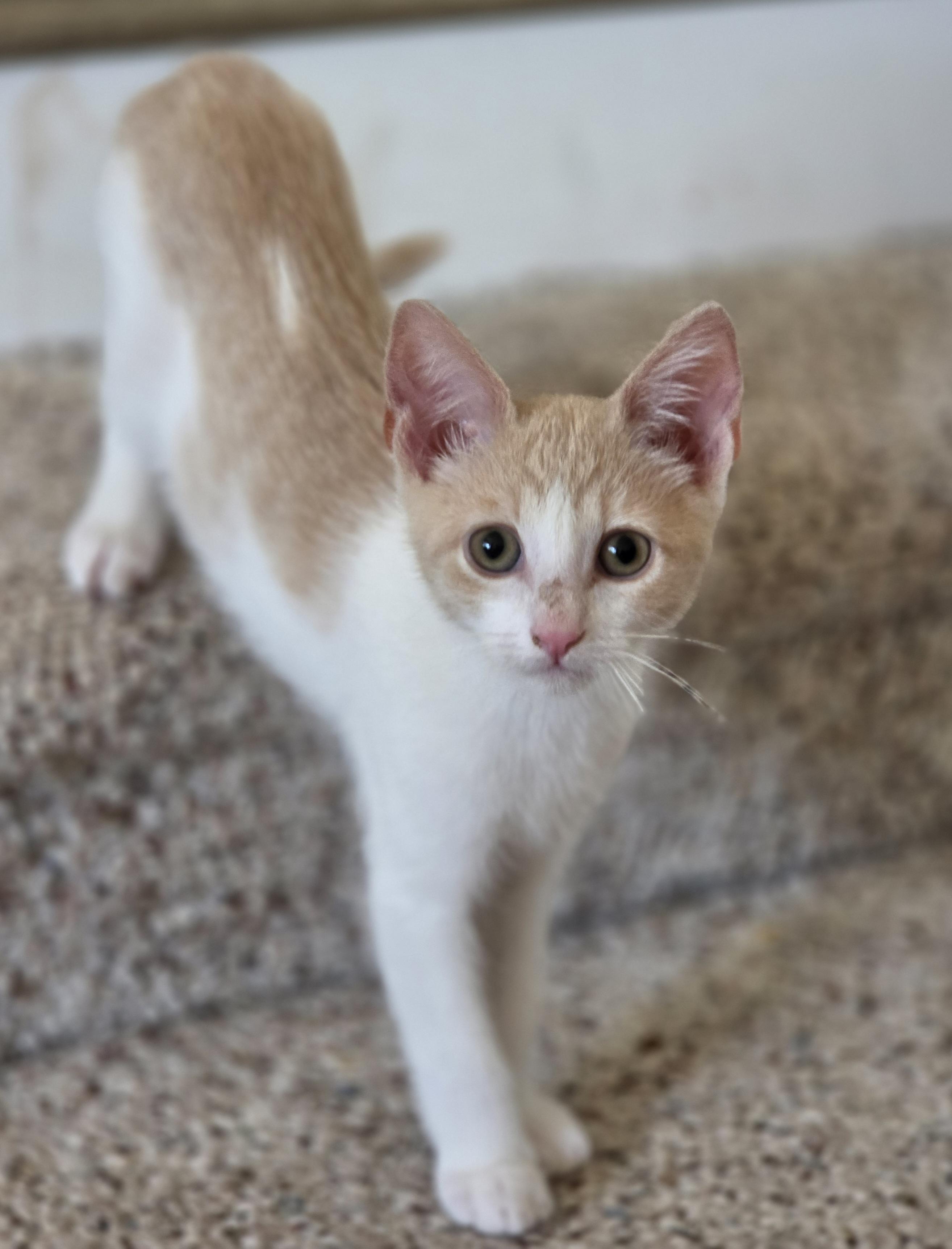 Richie (bonded with Joanie), a ADOPTABLE Domestic Short Hair in Silverton, OR image 4/5