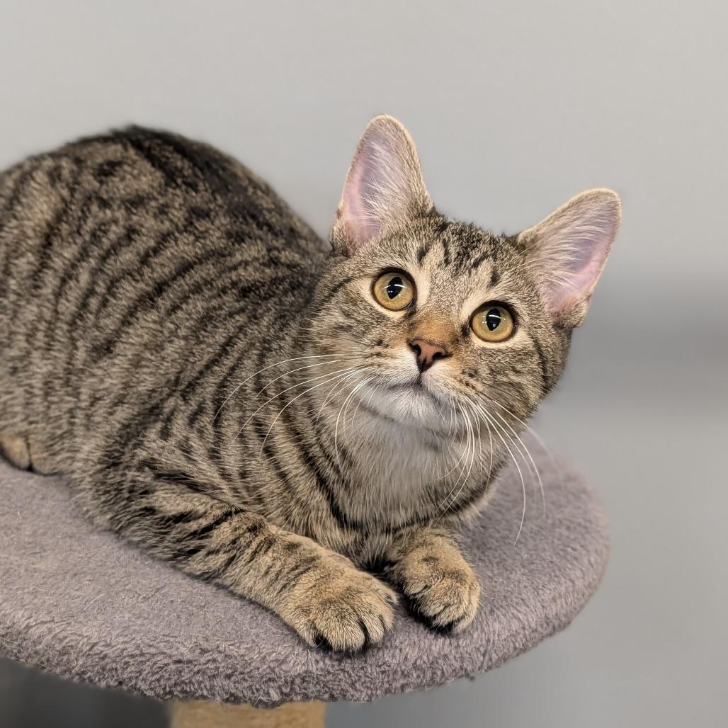 Cashie, a Adoptable Domestic Short Hair in Cape Girardeau, MO image 1/3