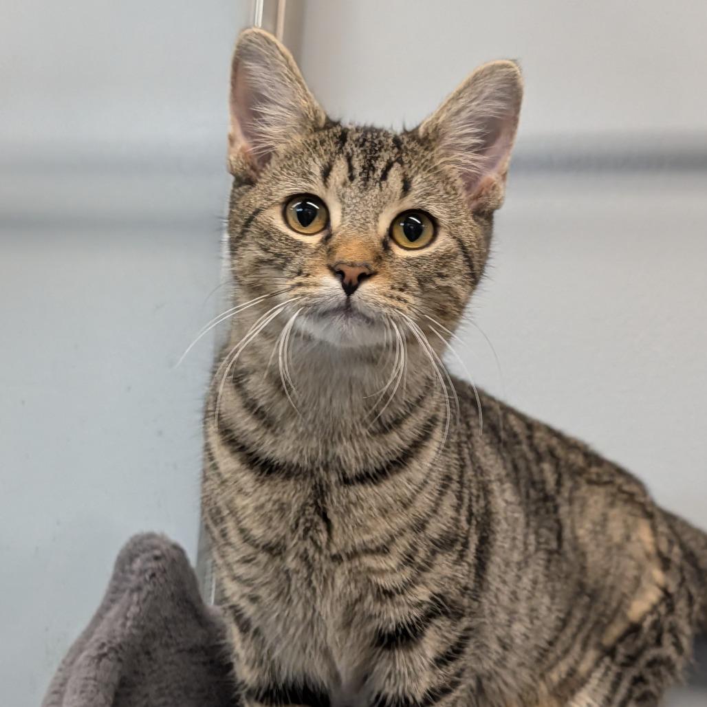 Cashie, a Adoptable Domestic Short Hair in Cape Girardeau, MO image 2/3