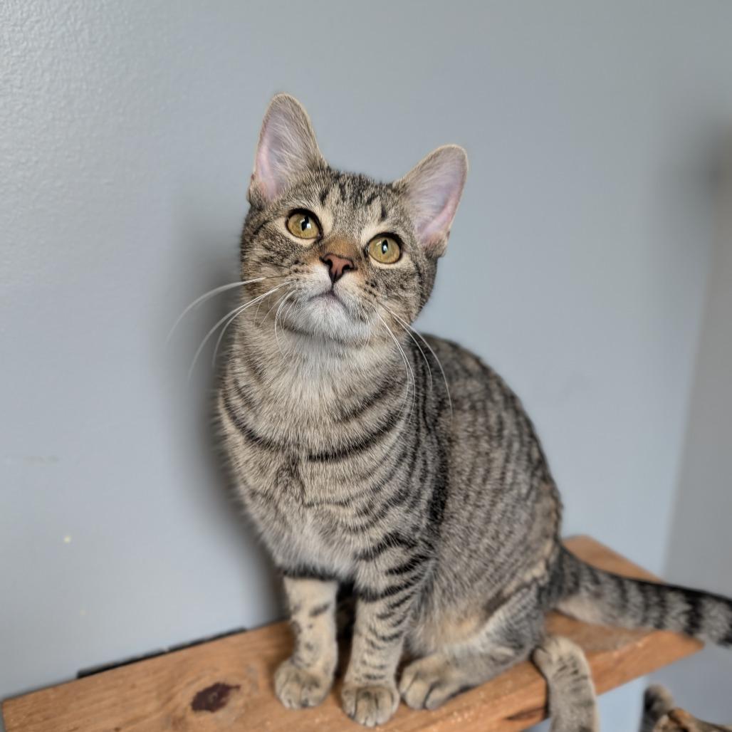 Cashie, a Adoptable Domestic Short Hair in Cape Girardeau, MO image 3/3