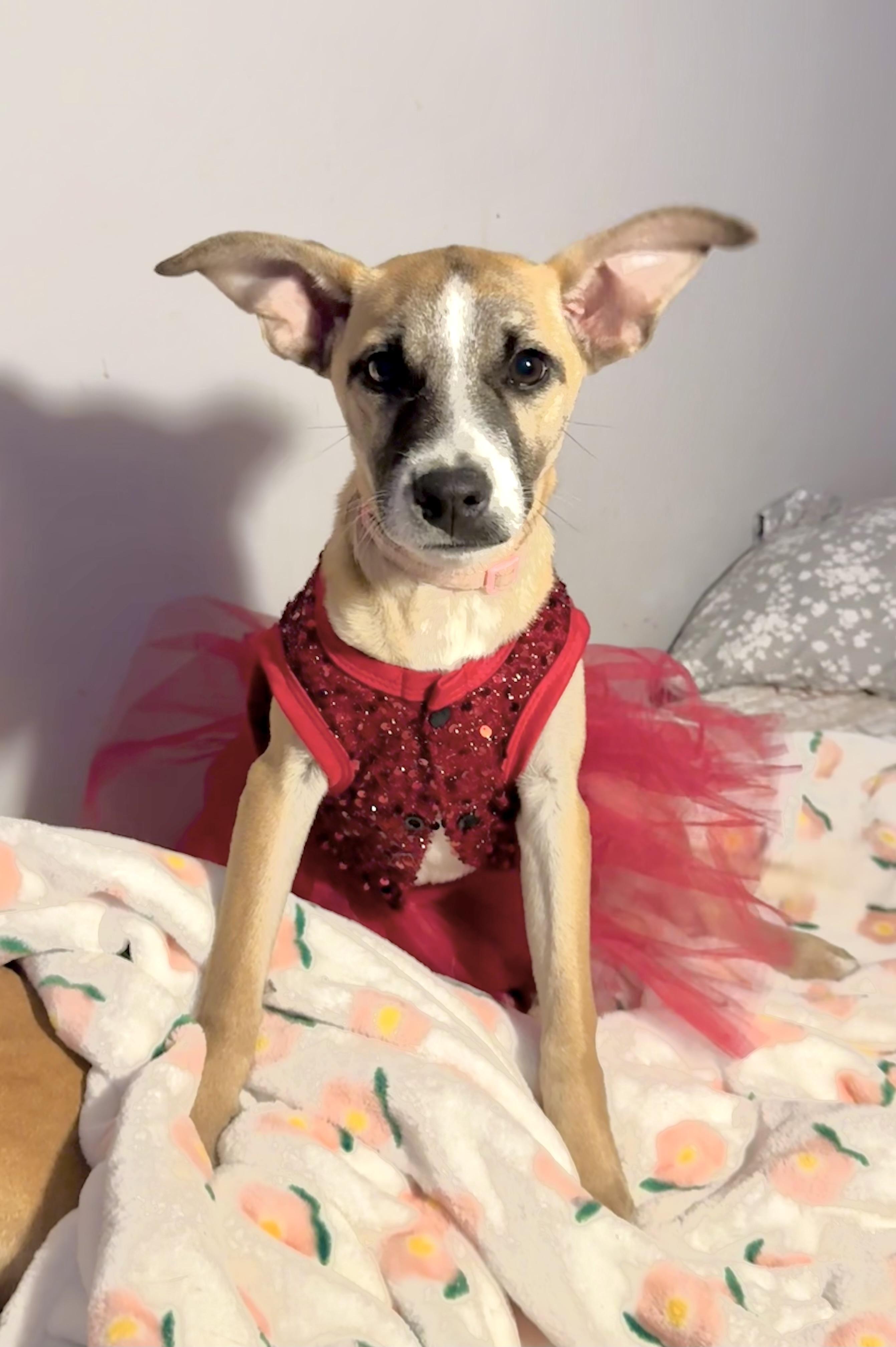 Enlarge Kylie. , an adopted Mountain Cur in New Martinsville, WV image 2/5