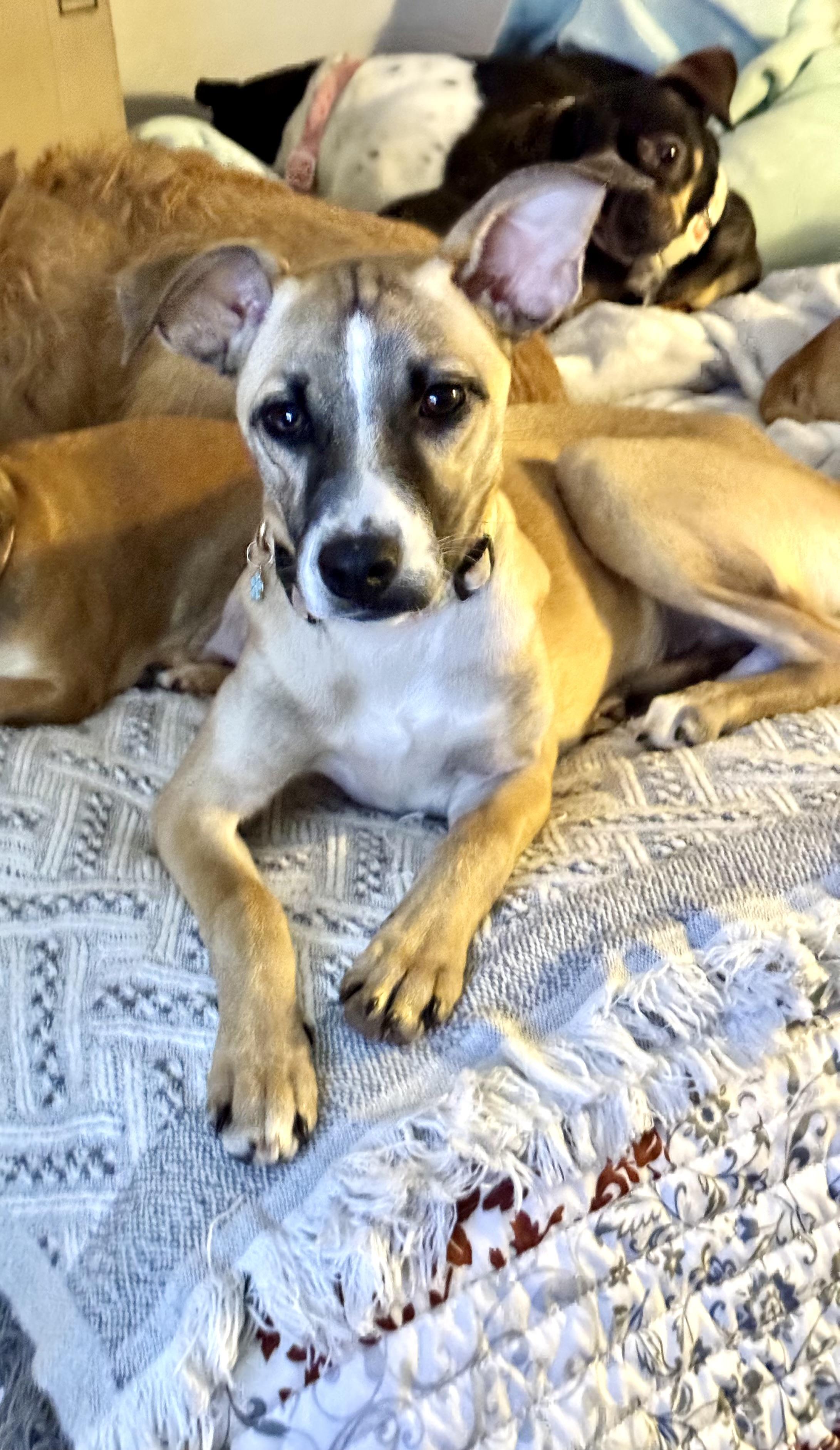 Enlarge Kylie. , an adopted Mountain Cur in New Martinsville, WV image 4/5