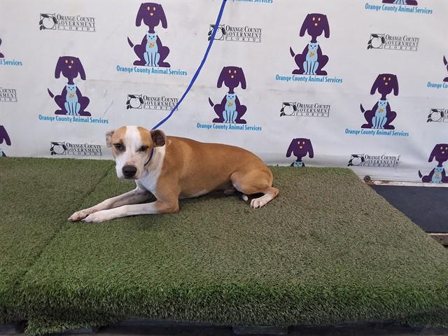 ZAEN, Adoptable, Young Male Pit Bull Terrier & Mixed Breed.