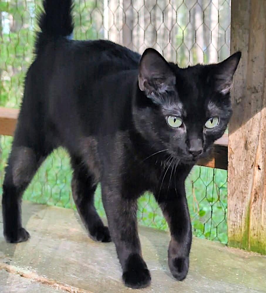 Enlarge Brinley: I Talk!, an adopted Domestic Short Hair in Newport, WA image 3/5