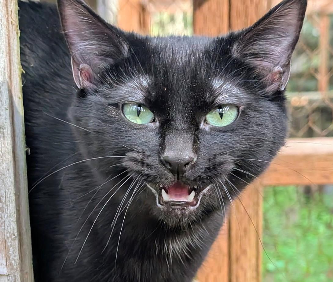 Enlarge Brinley: I Talk!, an adopted Domestic Short Hair in Newport, WA image 1/5