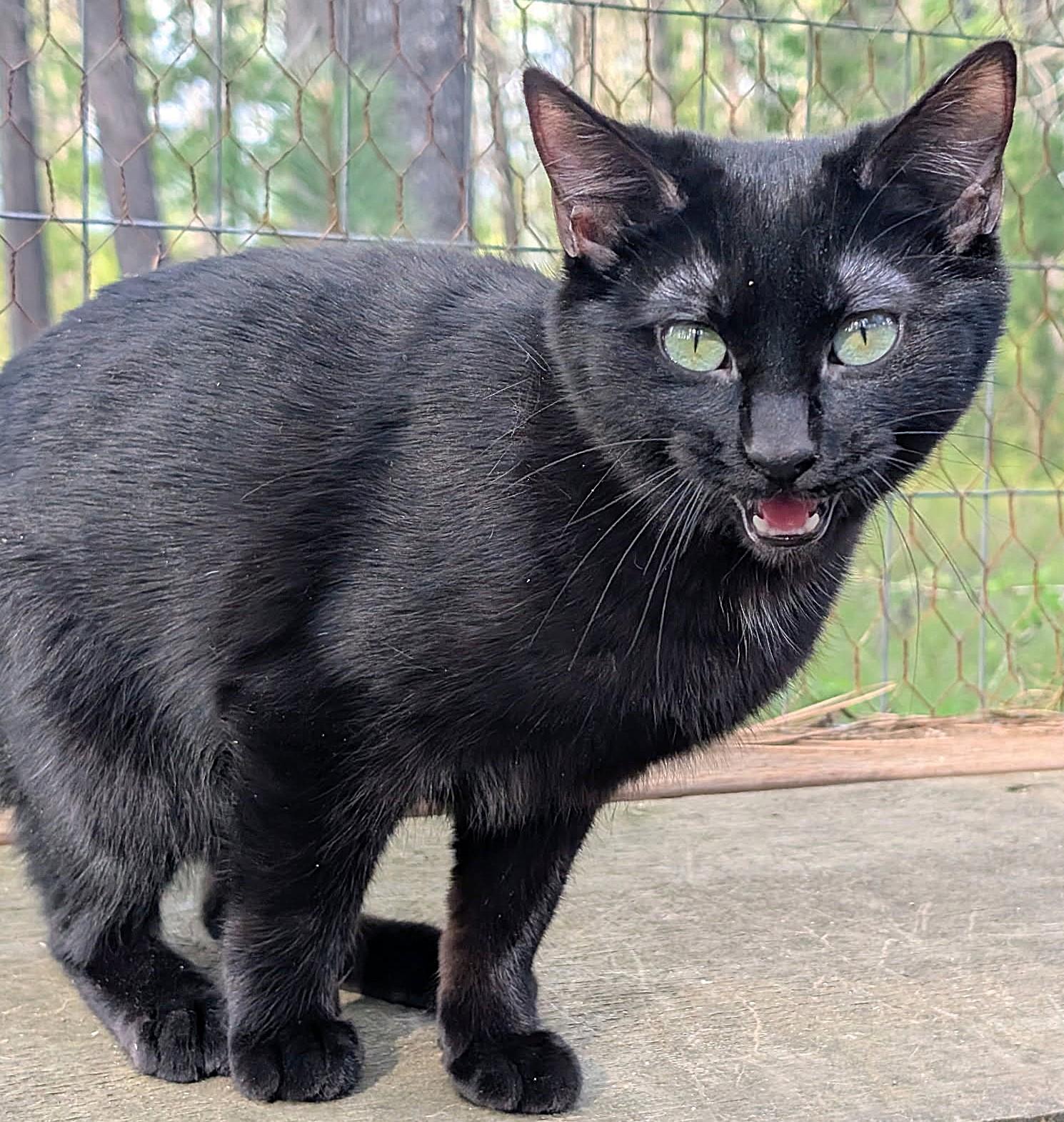 Enlarge Brinley: I Talk!, an adopted Domestic Short Hair in Newport, WA image 4/5