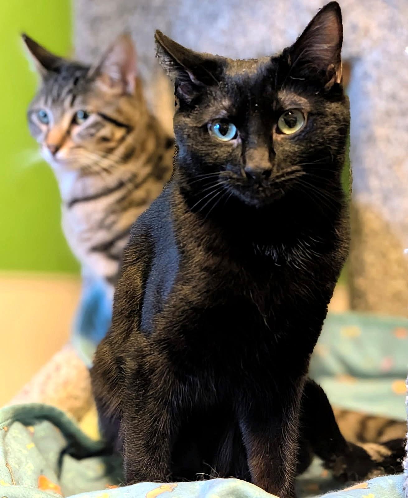 Enlarge Brinley: I Talk!, an adopted Domestic Short Hair in Newport, WA image 2/5