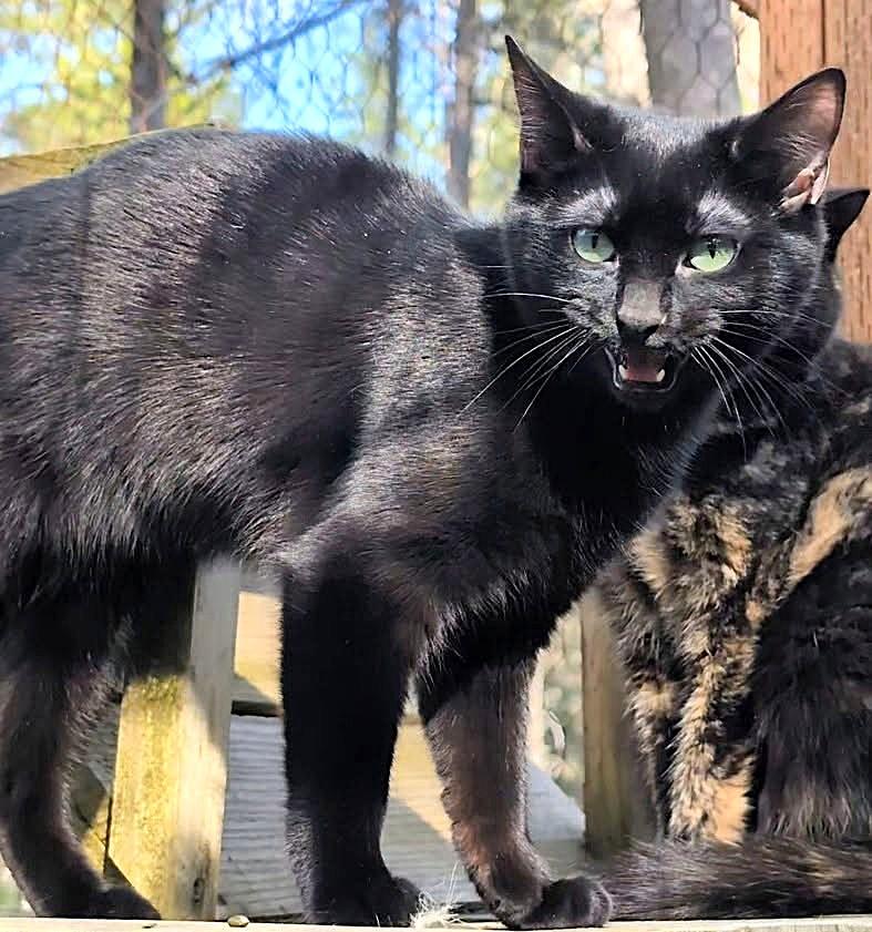 Enlarge Brinley: I Talk!, an adopted Domestic Short Hair in Newport, WA image 5/5