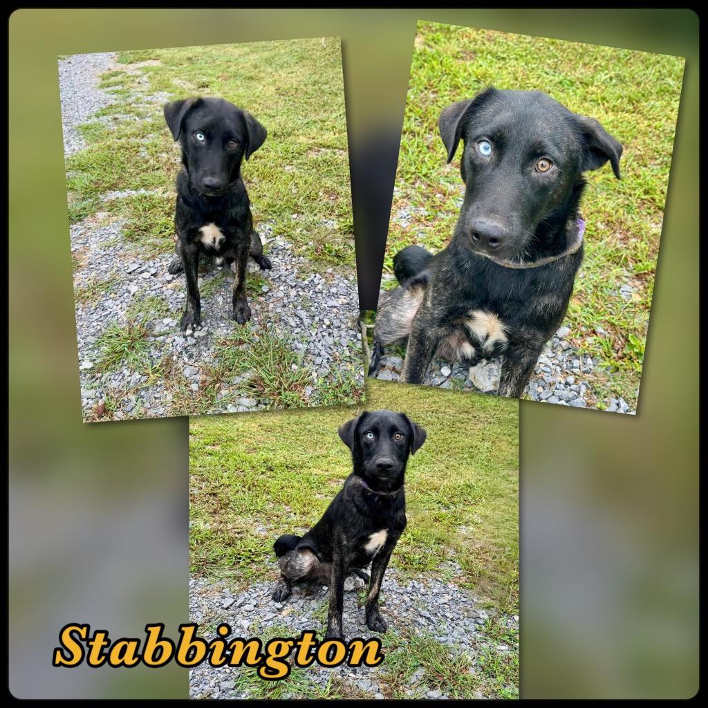Stabbington Brother, Adoptable, Young Male Husky & Mixed Breed.