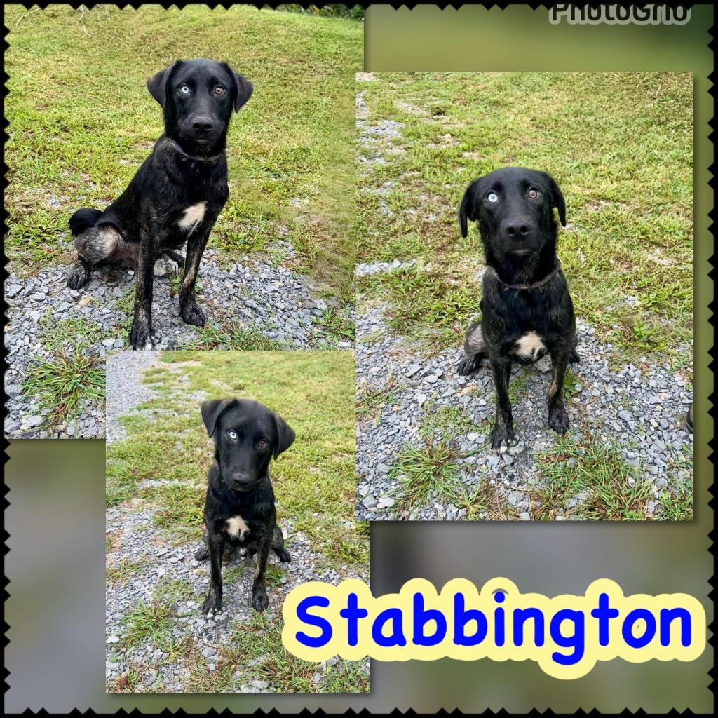 Enlarge Stabbington Brother, a Adoptable mixed breed in Blountville, TN image 2/2
