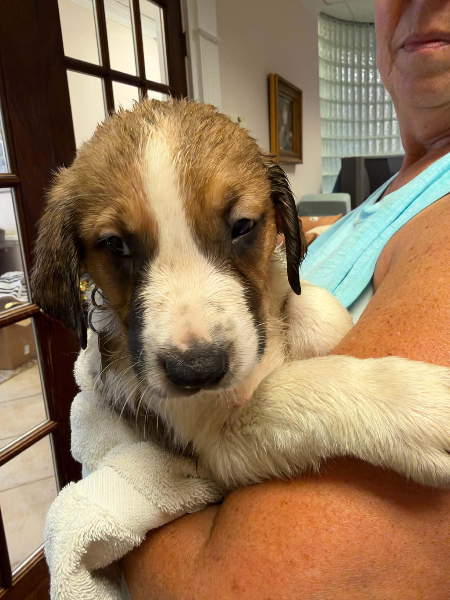 Ripley - Halloween Litter, Adoptable, Puppy Male Anatolian Shepherd & Hound.