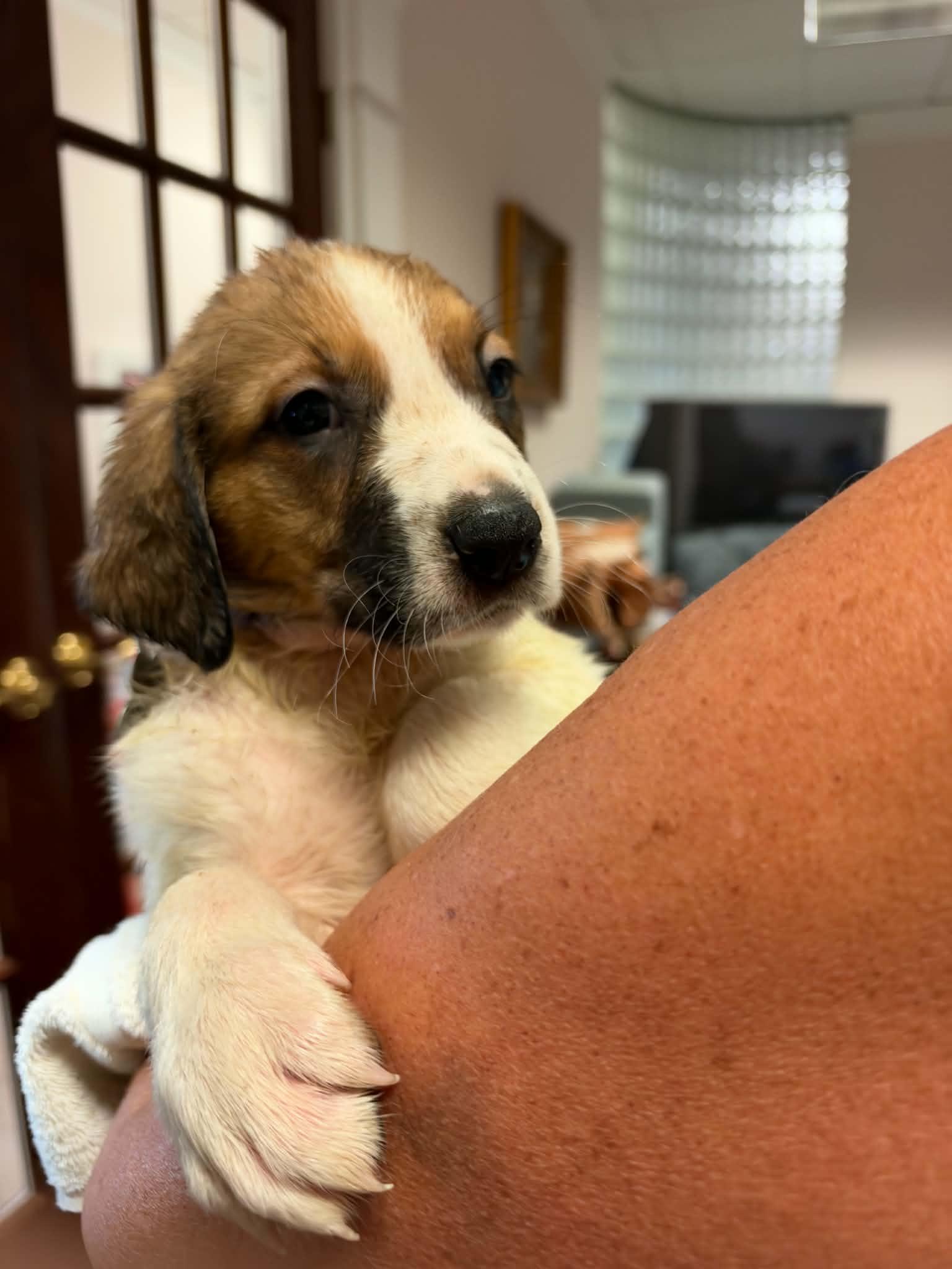 Enlarge Ripley - Halloween Litter, a Adoptable mixed breed in Holly Springs, NC image 2/3