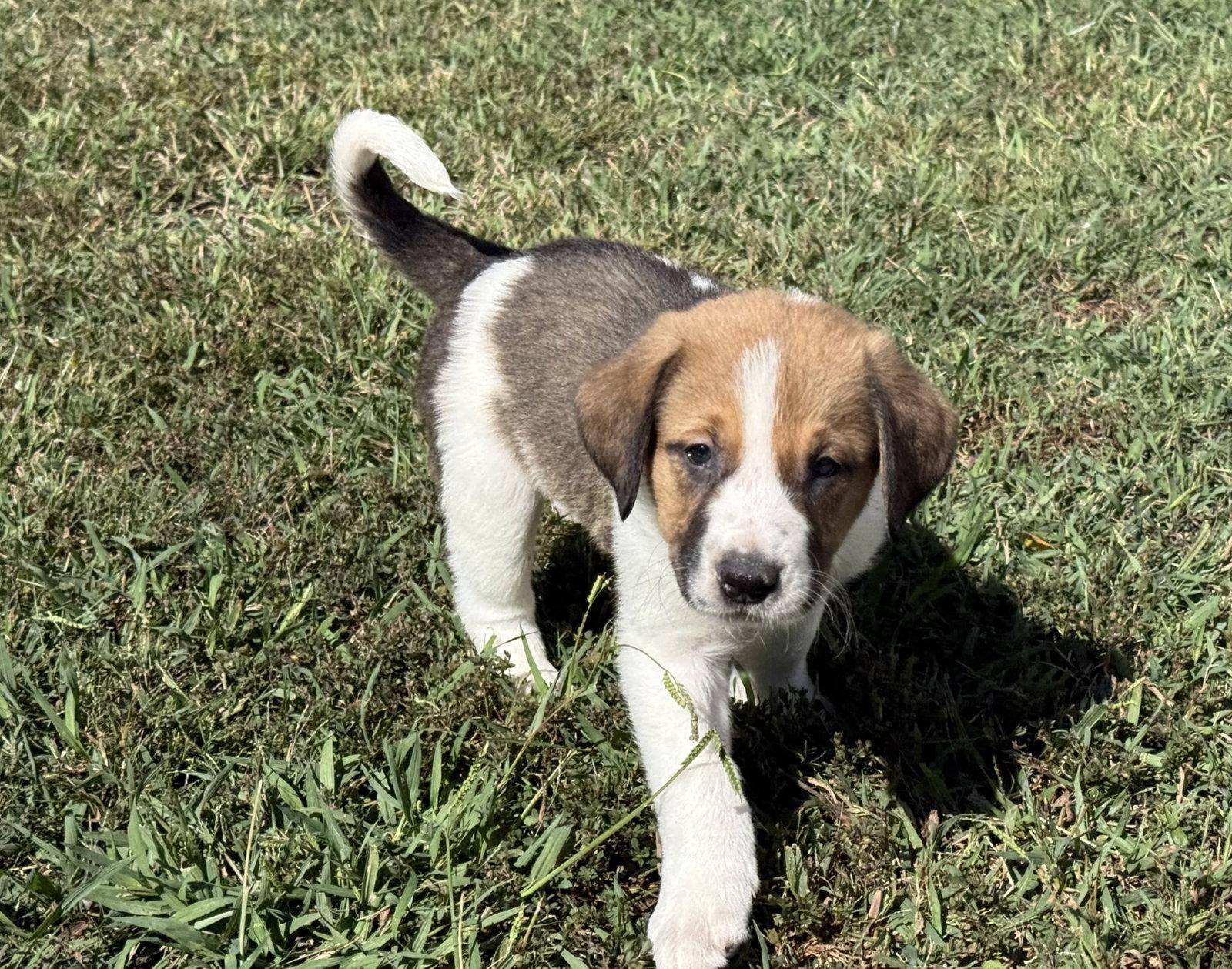 Enlarge Ripley - Halloween Litter, a Adoptable mixed breed in Holly Springs, NC image 3/3
