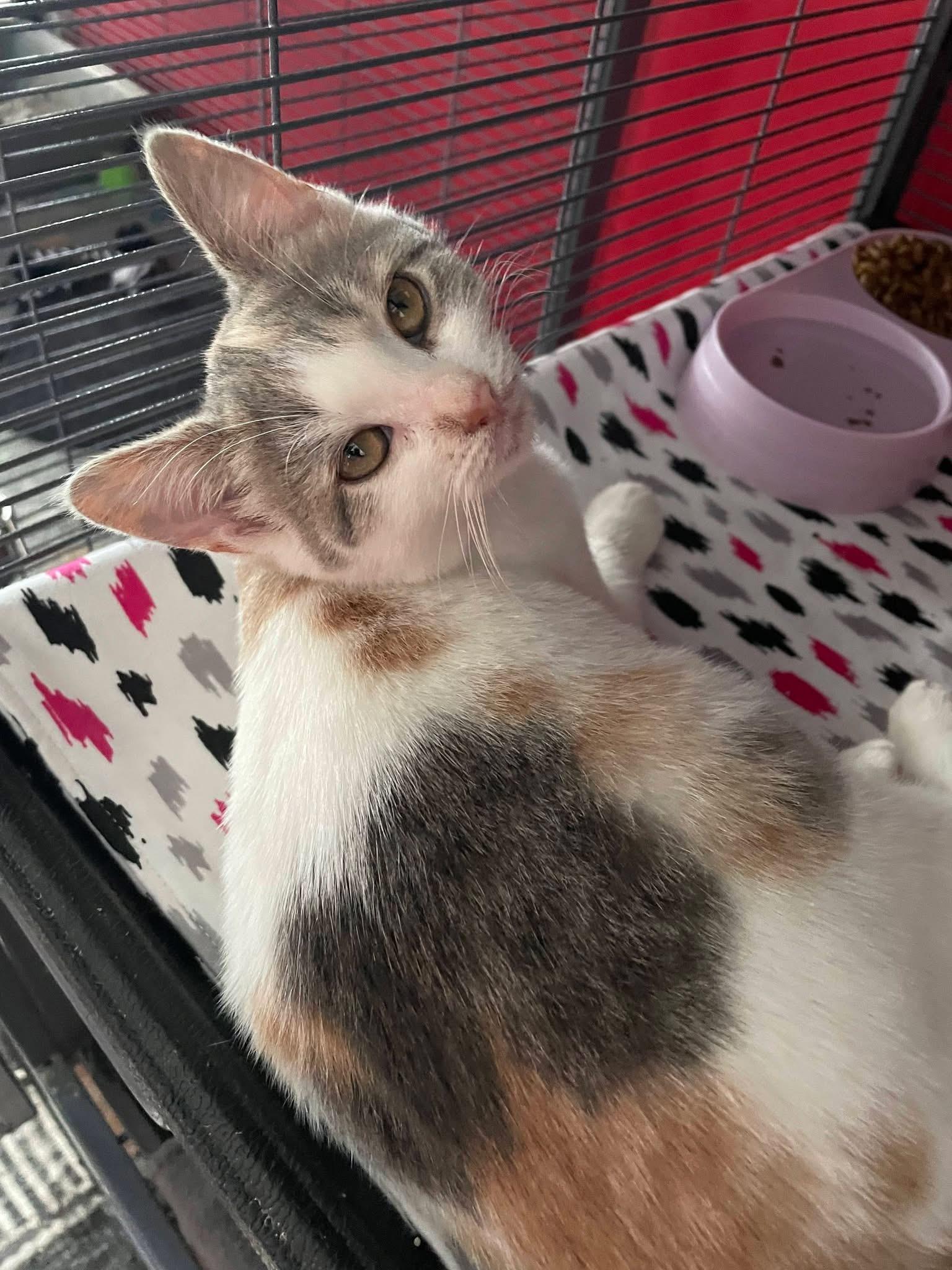 Ginny, a ADOPTABLE Dilute Calico in Saginaw, MI image 1/4