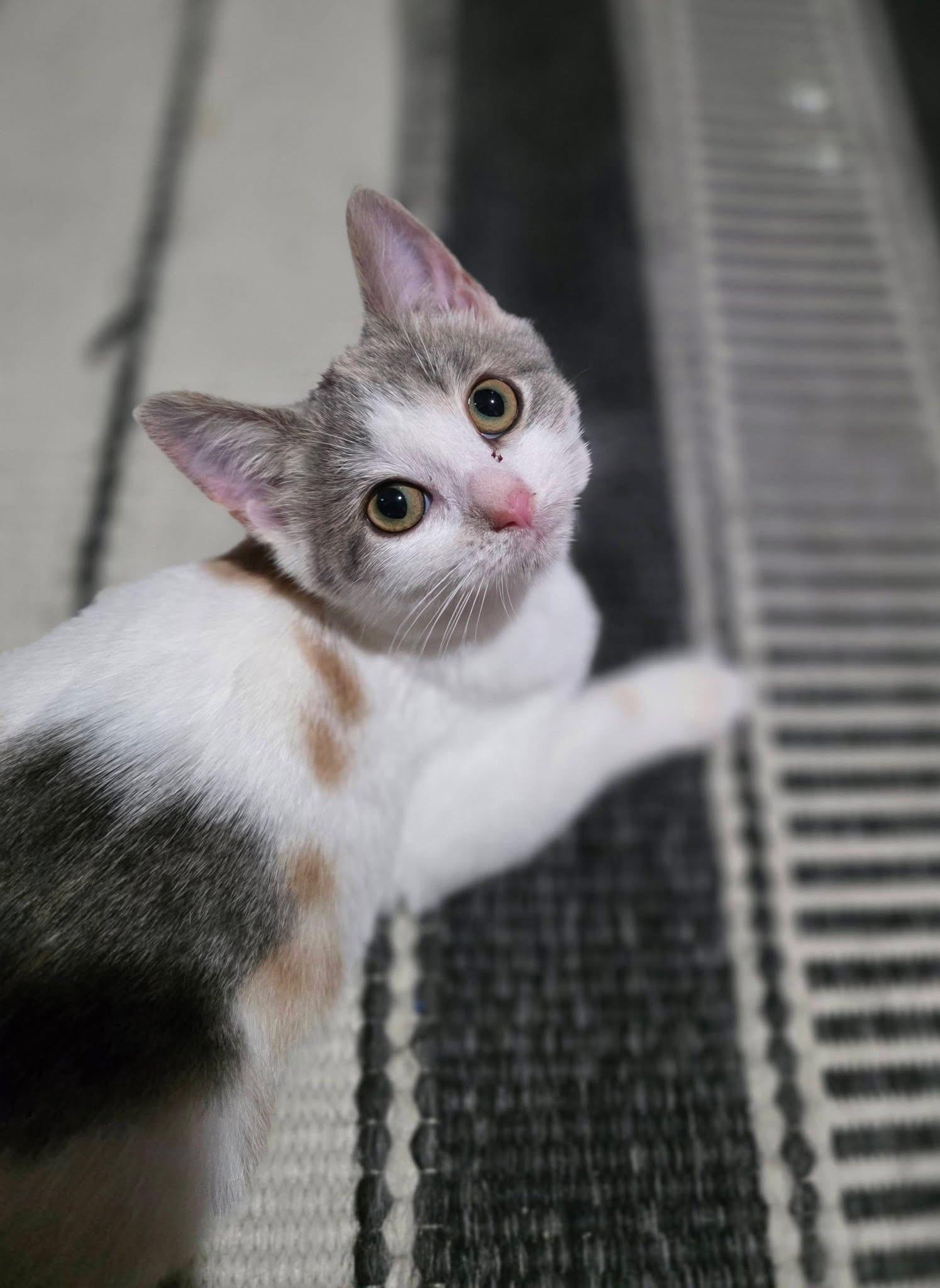 Ginny, a ADOPTABLE Dilute Calico in Saginaw, MI image 2/4