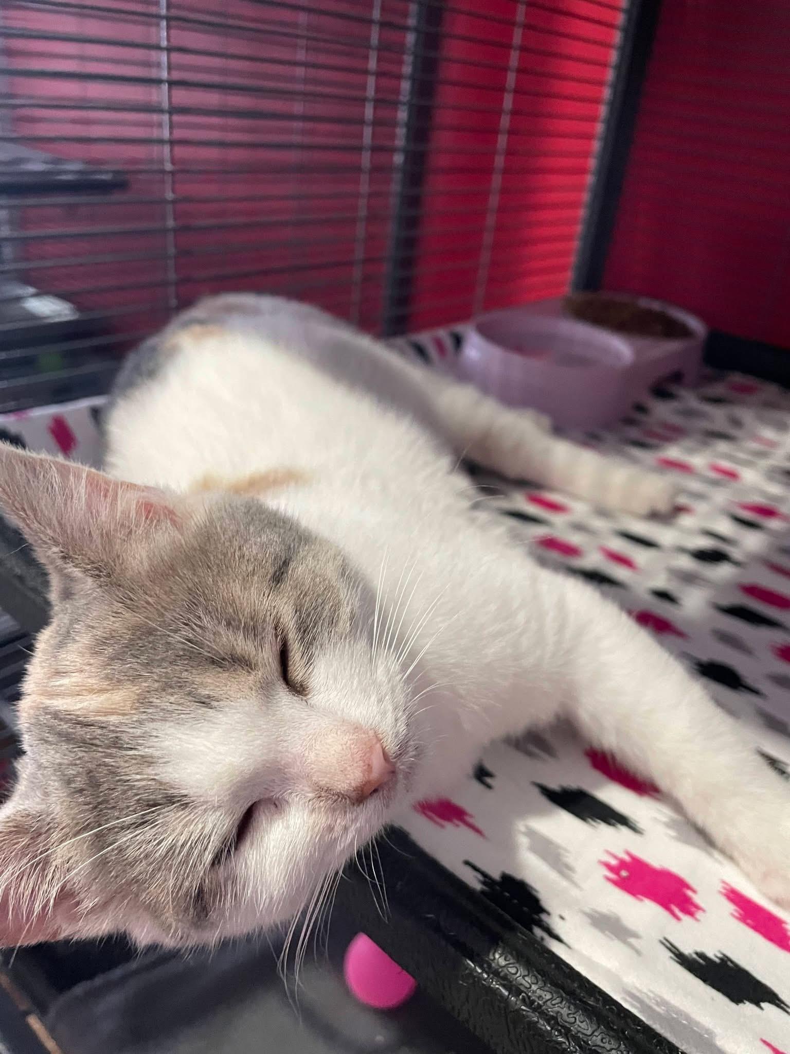 Ginny, a ADOPTABLE Dilute Calico in Saginaw, MI image 3/4
