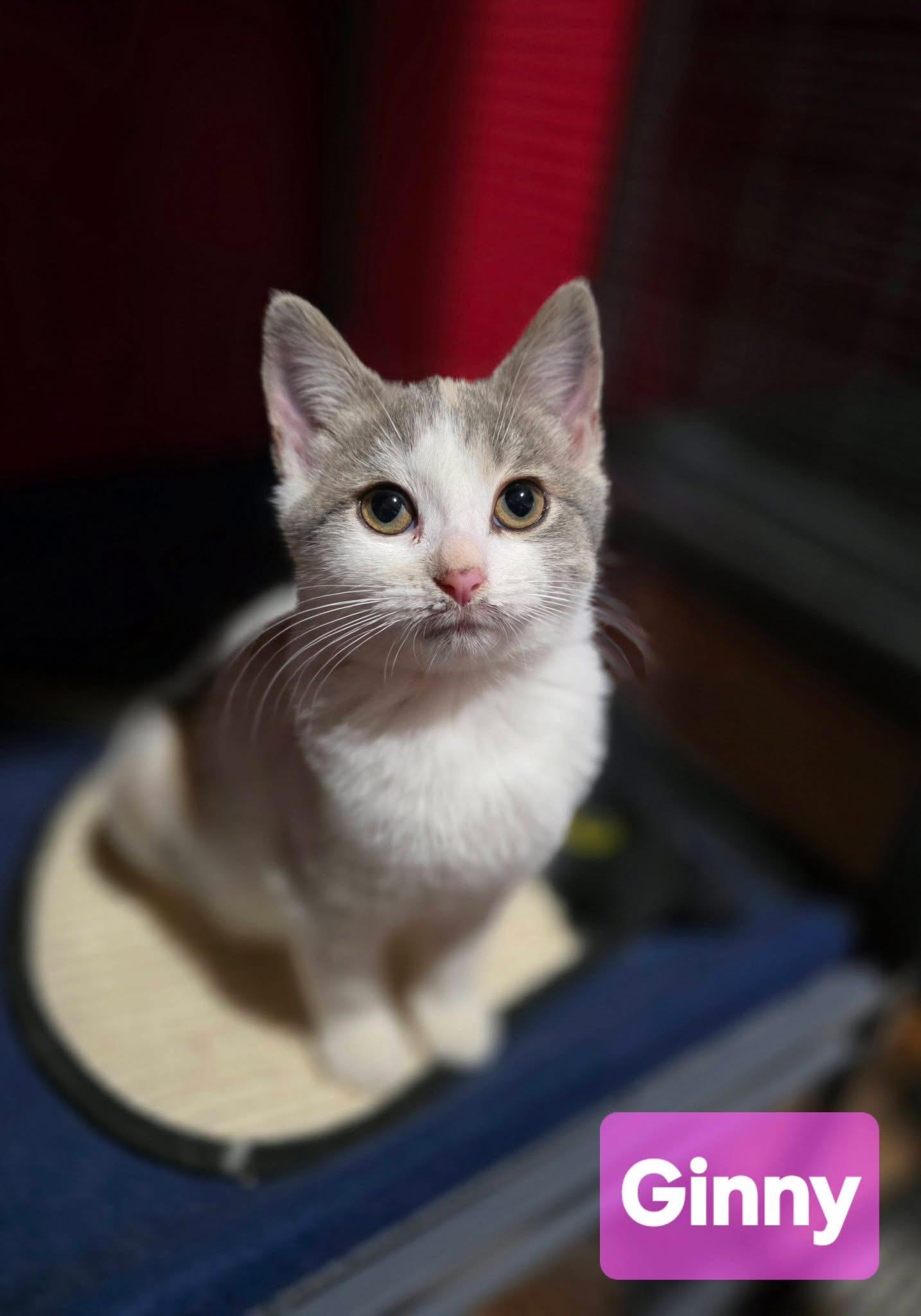 Ginny, a ADOPTABLE Dilute Calico in Saginaw, MI image 4/4