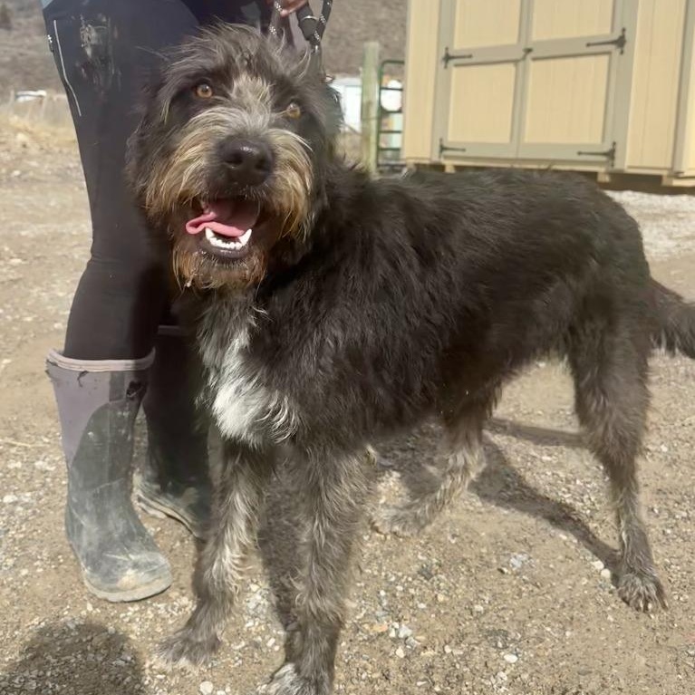 Ash, an adopted mixed breed in Thayne, WY image 2/2