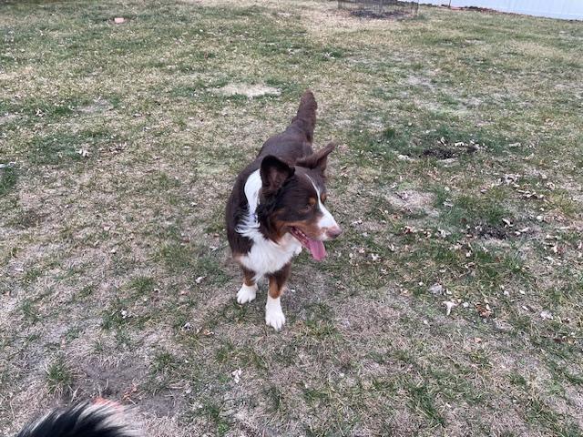 Enlarge Tucker, a Adoptable mixed breed in Edgewater, NJ image 4/4