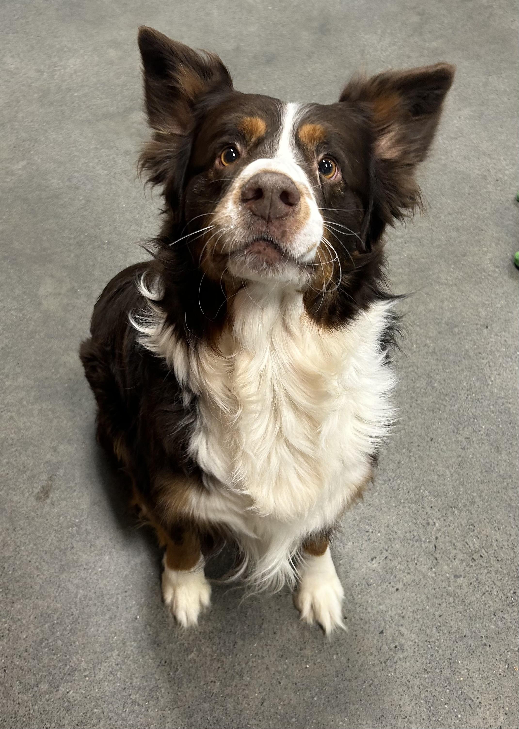 Enlarge Tucker, a Adoptable mixed breed in Edgewater, NJ image 2/4