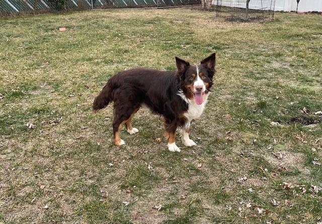 Enlarge Tucker, a Adoptable mixed breed in Edgewater, NJ image 1/4