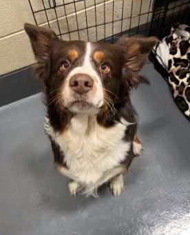 Tucker, Adoptable, Adult Male Australian Shepherd & Border Collie.