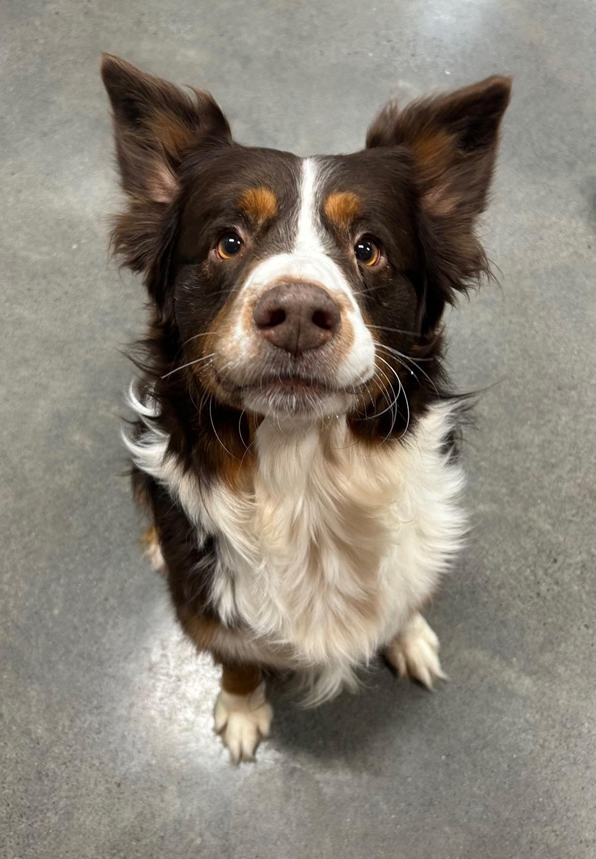 Enlarge Tucker, a Adoptable mixed breed in Edgewater, NJ image 3/4