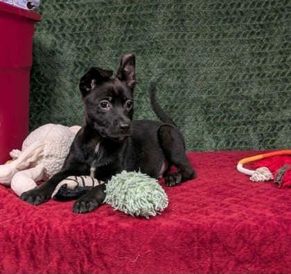 Bravo , an adopted mixed breed in Cleburne, TX image 2/2