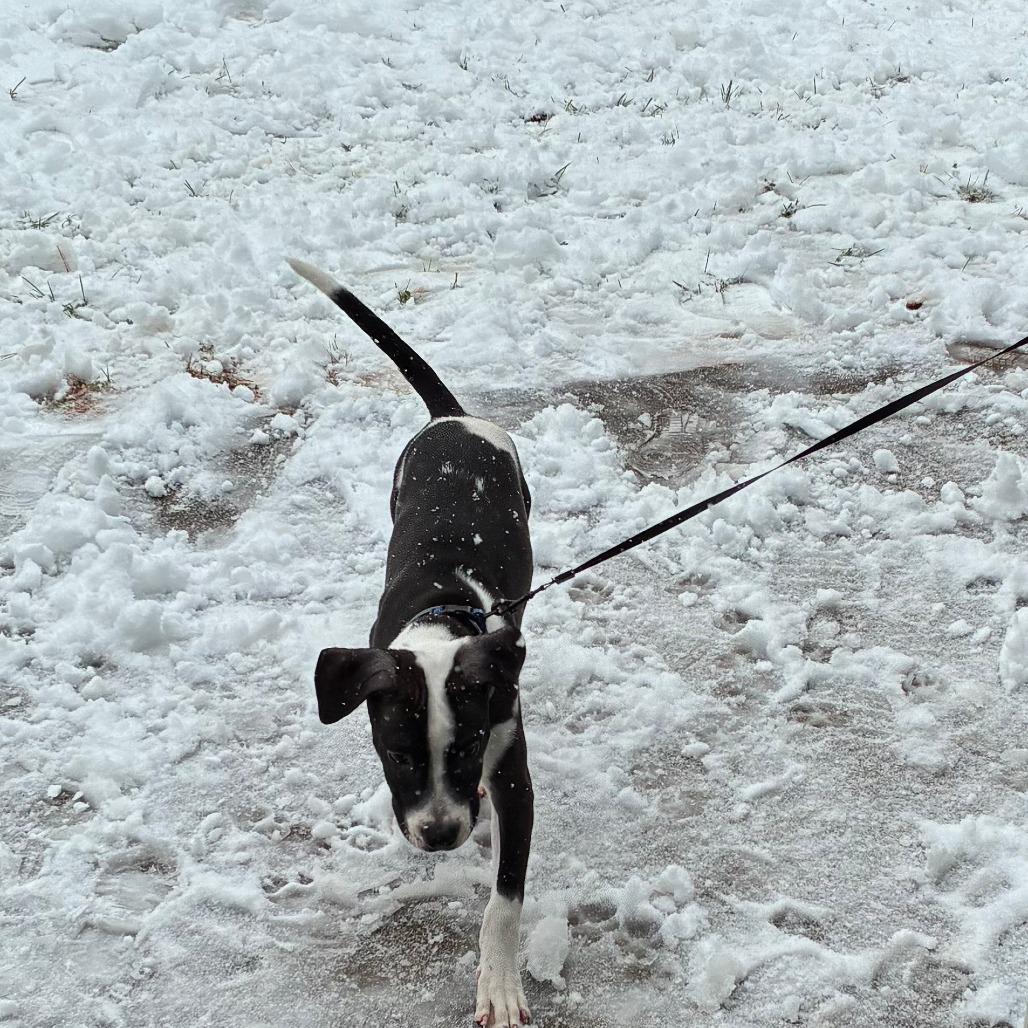 Enlarge Benji, a Adoptable mixed breed in Lynchburg, VA image 2/3