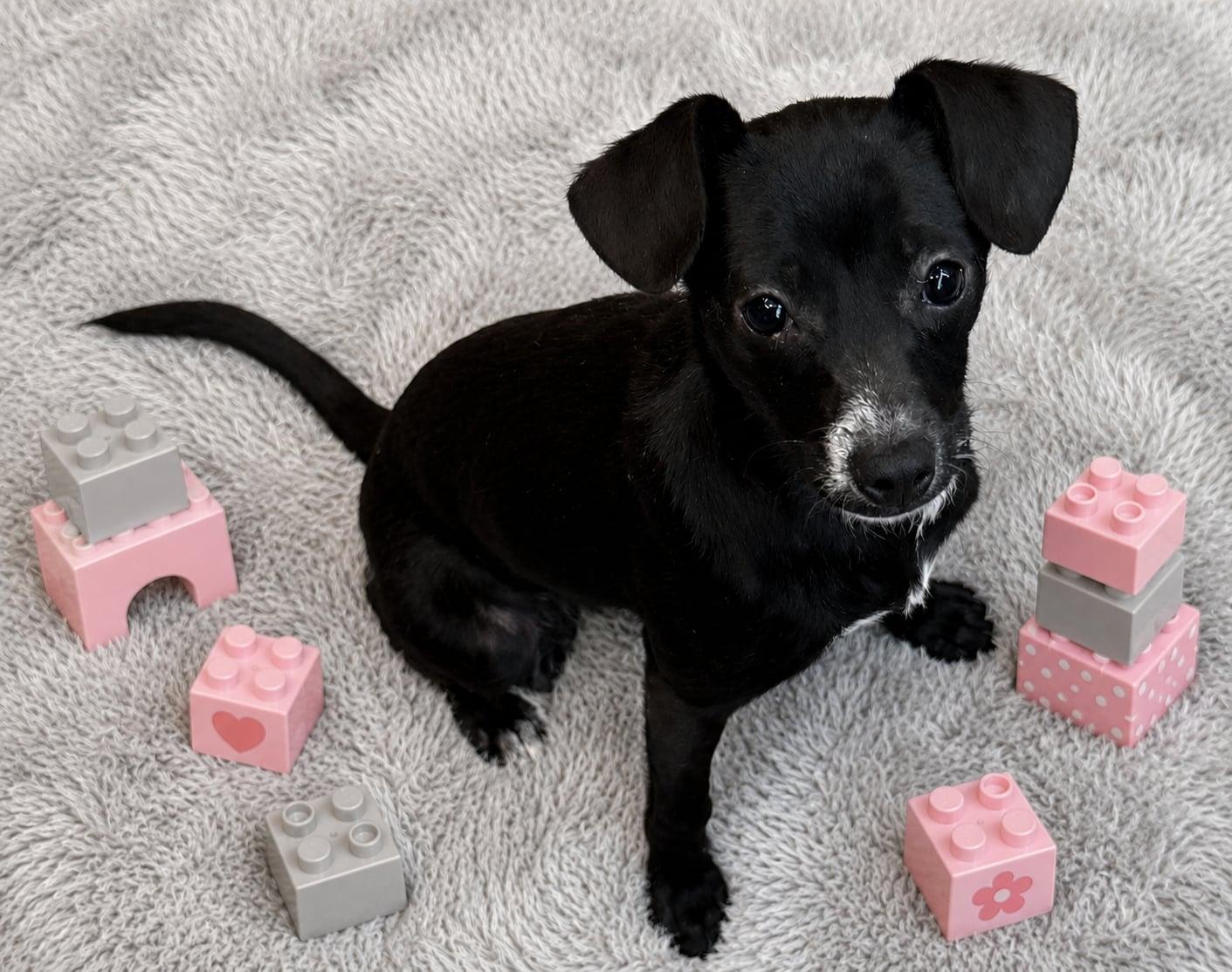 Cupcake, Adopted, Puppy Female Chihuahua.