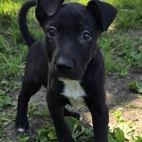 Enlarge BG, a ADOPTABLE mixed breed in Silverton, OR image 1/1